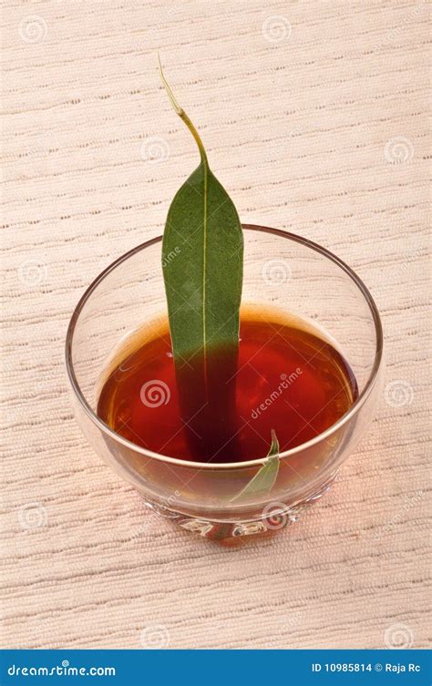 Herbal tea stock photo. Image of eucalyptus, herbal, leaf - 10985814