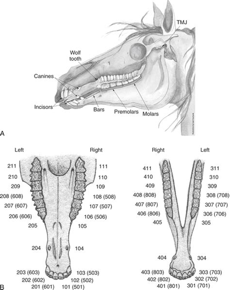 Horse Teeth Anatomy - Anatomy Reading Source