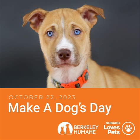 National Make a Dog’s Day, a fun-filled series of free workshops that ...