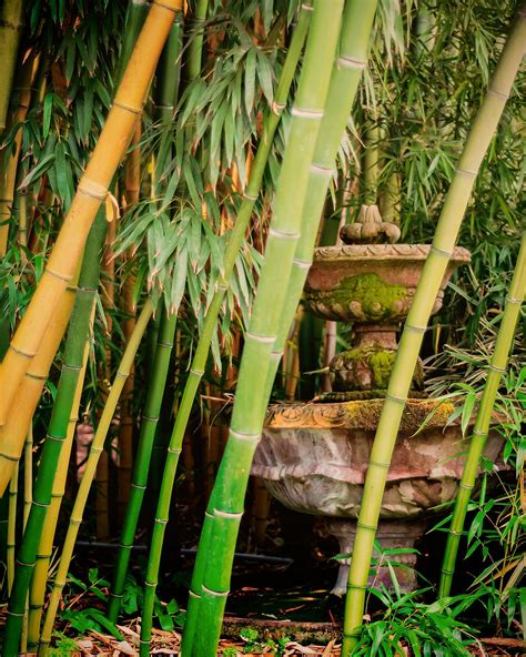 Bamboo Gardens