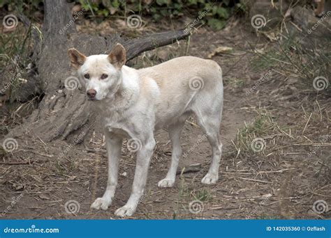 A white dingo stock photo. Image of golden, dingo, wolf - 142035360