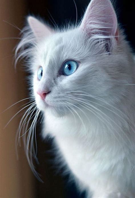 Cute White Cat Blue Eyes