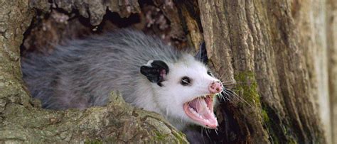 Opossum Teeth: Everything You Need to Know - A-Z Animals