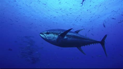 Blue Fin Tuna - Update of the IUCN Red List of Threatened Species ...