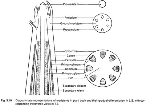 Meristematic tissue: characteristics, types and function - Online ...