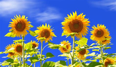 Sunflower Field Wallpaper 23689 - Baltana