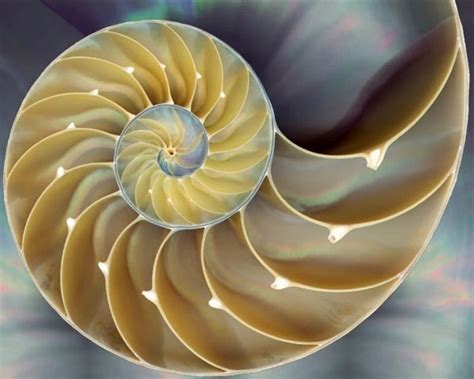 Fibonacci's Golden Spiral - The Relationship between Maths and Nature ...