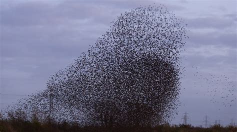 Murmurations: What Are Those Swirling Groups Of Birds?