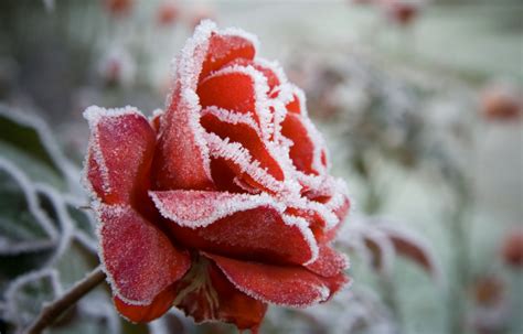 Rose Bush Winter Care – Roworth – Flower Gardening Tips and Guides