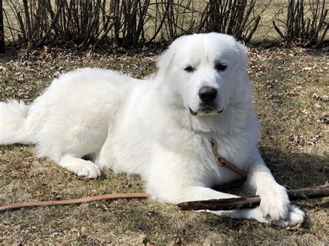 Great Pyrenees Dog Names | Popular Male and Female Names | Wag!