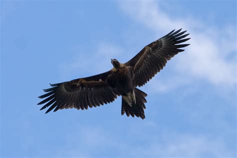 File:Wedge tailed eagle in flight04.jpg - Wikipedia