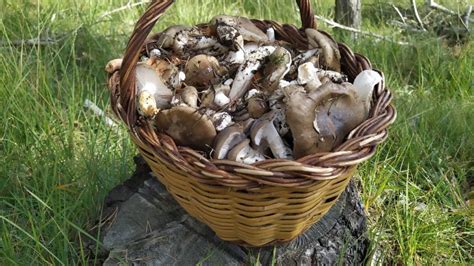 Fall Foraging Delight: A Beginner's Guide to Edible Wild Mushrooms