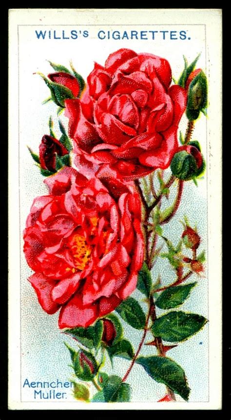 Cigarette Card - Aennchen Muller Rose | Flower prints, Cards, Tobacco tags