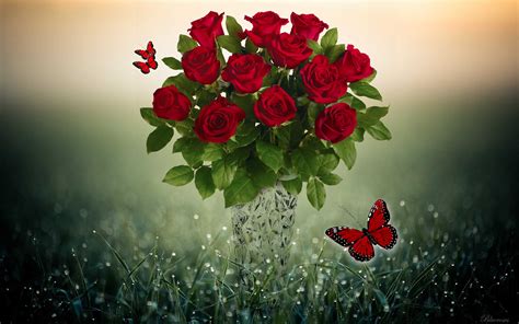 Background Red Roses And Butterflies Wallpaper Illustration about a ...