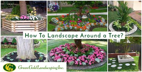 How to Landscape Around a Tree - Green Gold Landscaping Inc