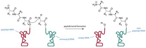 Peptide Bond Mechanism