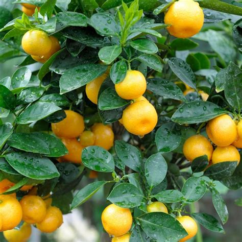 Buy Citrus Trees Online - Fruit Trees | Garden Goods Direct