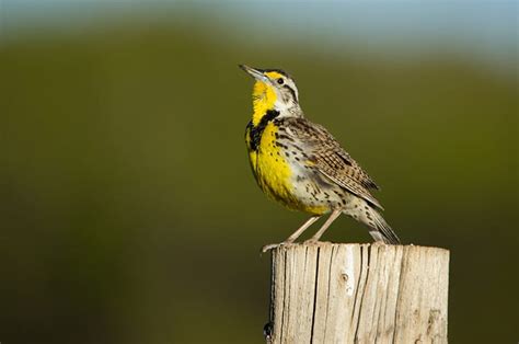 List Of Birds Of Wyoming Wikipedia, 41% OFF