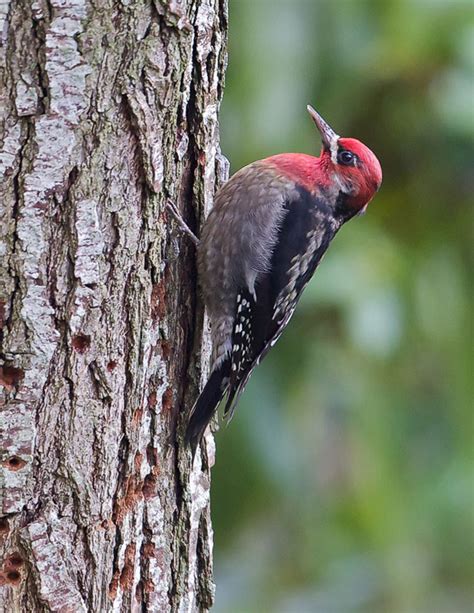 Birds: Red Breasted Sapsucker