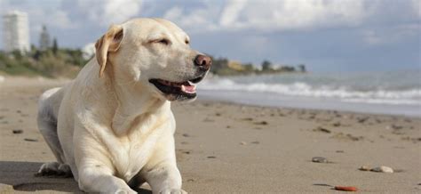 Lucruri pe care trebuie sa le afli despre cainele Labrador | Stiri Timis