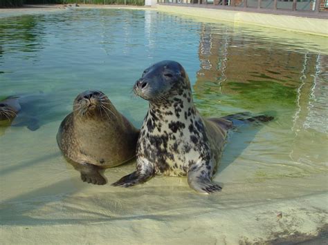 Besuch — Seehundstation Friedrichskoog