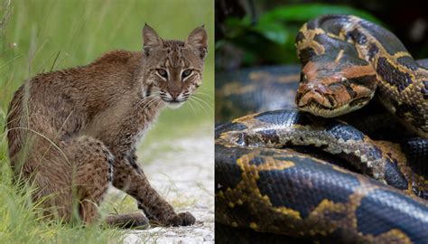 Bobcat And Burmese Python Battle It Out In The Florida Everglades