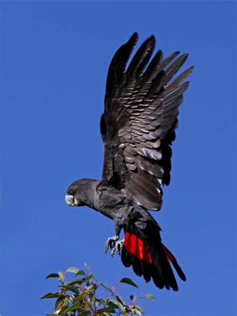 Forest Red-tailed Black Cockatoo | Western Australian Museum