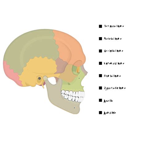 Skull Bones Labeling Quiz