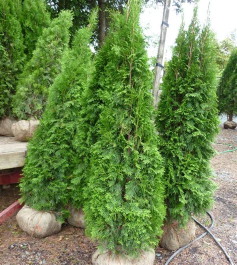 types of cedar trees for landscaping - Alta Thomsen