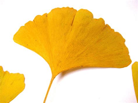 Large yellow Ginkgo leaves for natural crafts real Ginkgo | Etsy