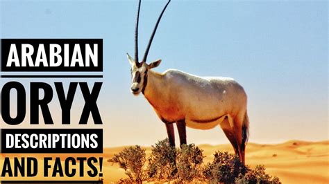 Arabian Oryx Habitat