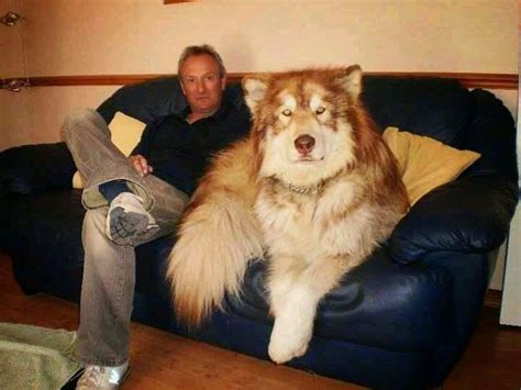 19 Dogs Who Are So Gigantic You Won't Believe They Are Real | Wolf ...