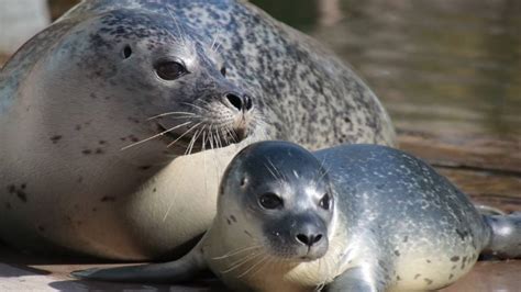 Seehund-Nachwuchs im Zoo Saarbrücken: zweites Baby in einem Monat