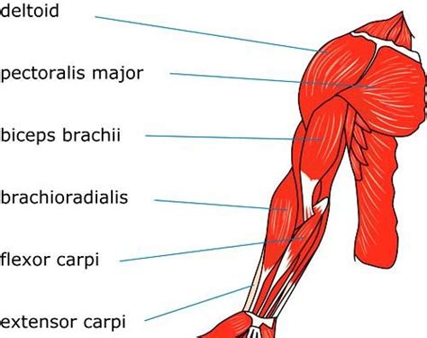 Anatomy of human arm – muscular system | Download Scientific Diagram