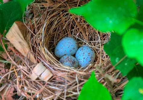 Cardinal eggs | Lilac bushes, Eggs, Bird