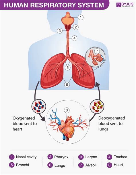 Respiratory System Diagram For Kids Simple