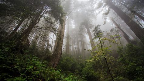 Bosque brumoso desde cero, bosque, hacia arriba, vista, arbustos ...