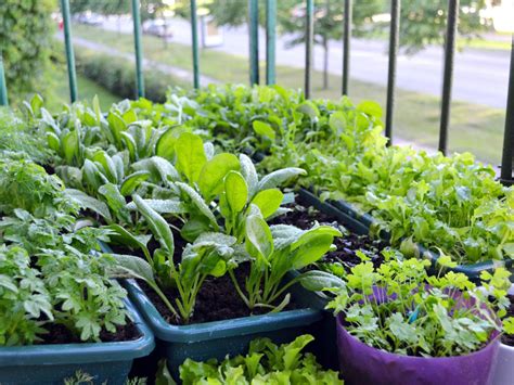 Small Space Gardening – Growing Crops In Small Spaces This Fall