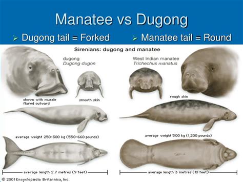 PPT - Manatees & Dugongs PowerPoint Presentation - ID:4522930