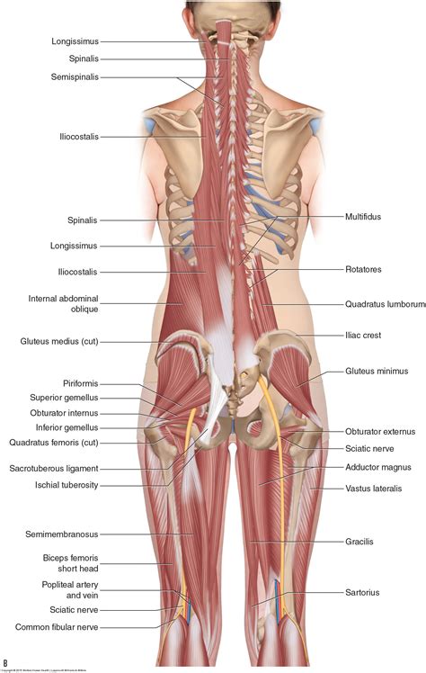 Muscles of the Lumbar Spine of the Trunk