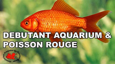 Débutant aquarium et poisson rouge - YouTube