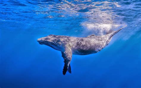 Download A Humpback Whale Swimming In The Ocean | Wallpapers.com