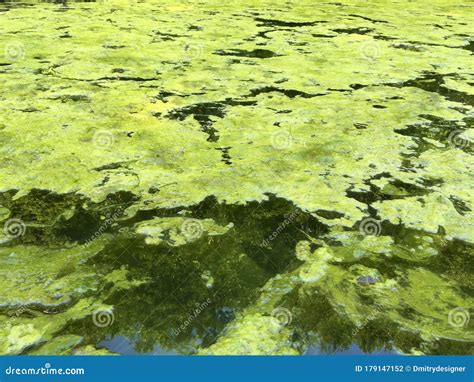 Swamp Mud on the Surface of the Water Stock Photo - Image of plant ...