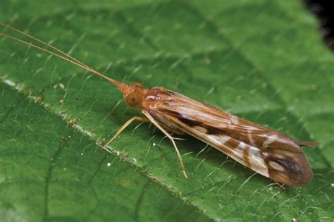 Caddisfly | Aquatic Insects, Larvae & Life Cycle | Britannica