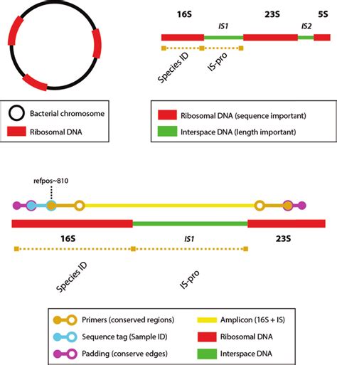 Schematic representation of the PacBio sequencing approach. A bacterial ...