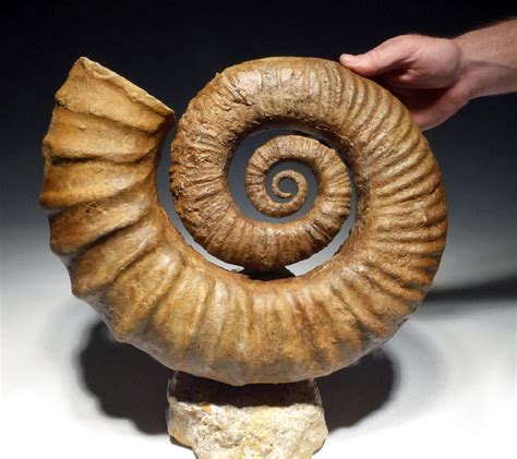 Rare Mesozoic Open Coil Heteromorph Ammonite Fossil - May 24, 2018 ...