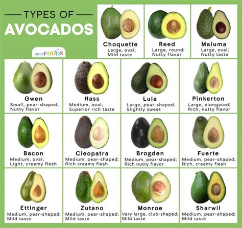 15 Different Types of Avocados Out There You May Not Know About