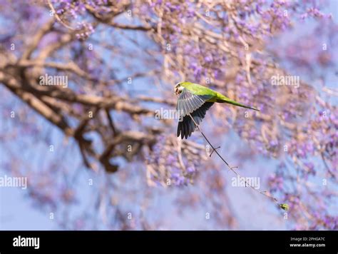 Monk parakeet in flight with nesting material, Pantanal, Brazil Stock ...