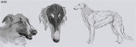 borzoi_studies by X-ZELFA on DeviantArt