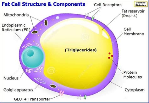 fat cell diagram - Chicfer